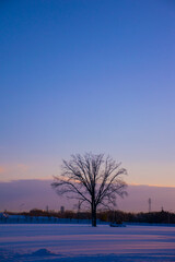 Fototapeta na wymiar 朝焼けの雪原と木