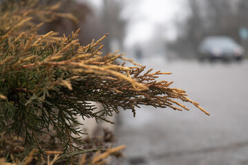 dry yellow branches of juniper