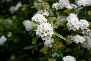 Blooming bush with white flowers named Spiraea Vanhouttei also called bridal wreath bush. Natural floral textures.