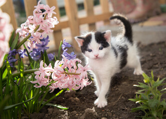 curious black and white domestic kitten walks in a flower bed with blooming pink hyacinths. Cute little cat in nature. back light. spring season
