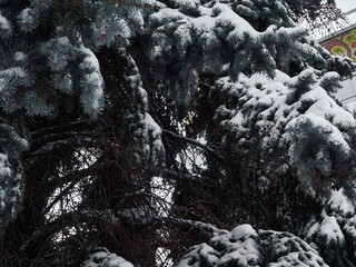 Fir branches covered with snow. Close-up
