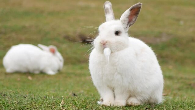 Cute white rabbits in a field