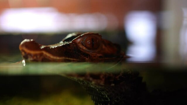 Crocodilles in the crocodille zoo in Prague, Czech Republic 
