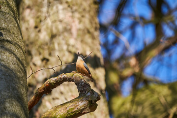 The Eurasian nuthatch or wood nuthatch, Sitta europae, is a small passerine bird short tailed bird with a long bill, blue grey upperparts and a black eye stripe ad can be found around Europe