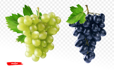 Set of green grape and black grape isolated. Realistic vector illustration of different grapes. - obrazy, fototapety, plakaty