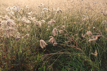 the meadow under the bright sunlight in the morning