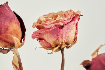 Bright Vintage Dry Roses in front of a White Background