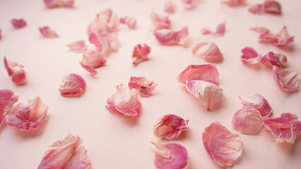 rose petals or peonies on a pink background
