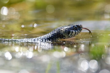 snake in the water
