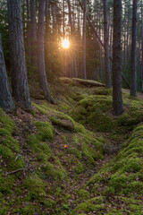 Obraz premium Pathway across autumn forest. Winding road. Kemeri National Park, Latvia.
