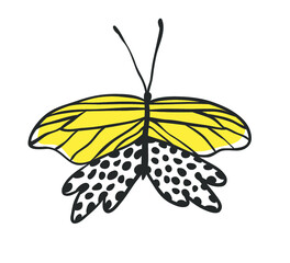 Isolated butterfly. Hand drawn vector illustration. Decorative elements for design. Black contour drawing. Creative ink art work