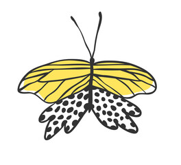 Isolated butterfly. Hand drawn vector illustration. Decorative elements for design. Black contour drawing. Creative ink art work