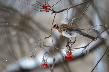 bird on a branch