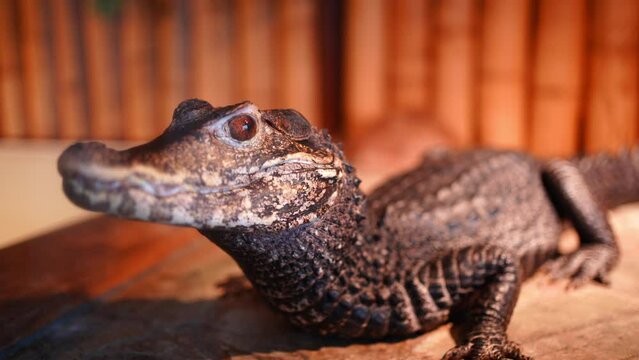 Crocodilles in the crocodille zoo in Prague, Czech Republic 