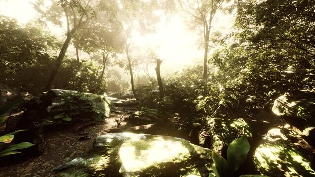 Time lapse of a Tropical jungle in the mountains of Puerto Rico