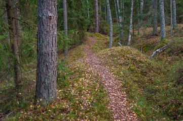 Obraz premium Pathway across autumn forest. Winding road. Kemeri National Park, Latvia.