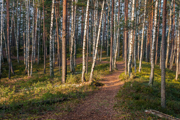 Idyllic forest path with lingonberry and moss on the ground and sunbeams between tall firs in Kemeri National Park, Latvia.