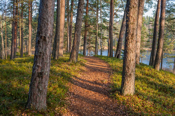 Idyllic forest path with lingonberry and moss on the ground and sunbeams between tall firs in Kemeri National Park, Latvia.