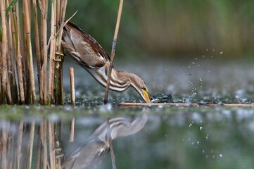 great blue heron in the water