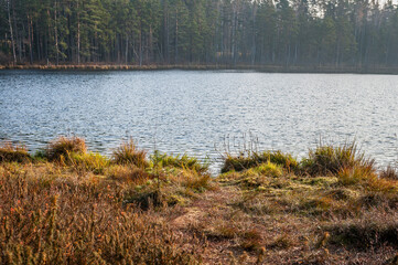 Fototapeta premium Idyllic autumn lake scenery in Kemeri national park, Latvia. Bog pines surround the lake shore, bog-specific plants, grass, moss lichens, autumn colors in the bog.