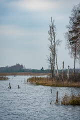 Late autumn landscape. Cloudy weather on lake with islands of dry grass of common reed. Wetlands of  Kemeri National Park, Latvia.