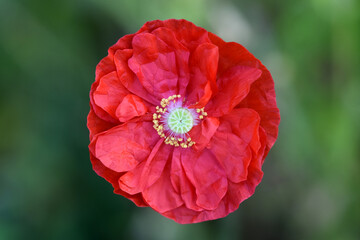 Zoom photo macro red poppy top view.
Horizontal photo poppy flowers round petal delicate close-up...