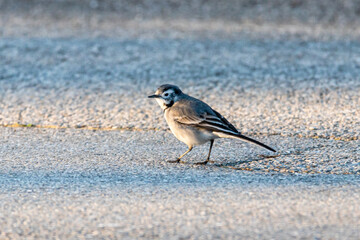 White Wagtail on a driveway