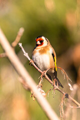 European Goldfinch perched on a tree branch