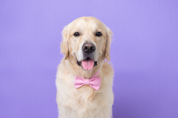 Portrait of a happy dog in a pink bow tie. Golden Retriever sitting on a light purple background with room for text. Postcard with a pet in the color of the year