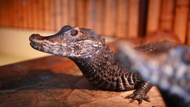 Crocodilles in the crocodille zoo in Prague, Czech Republic 