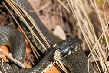 Close up at a Grass snake basking in the grass