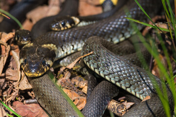 Obraz premium Close up at a Grass snakes curled up