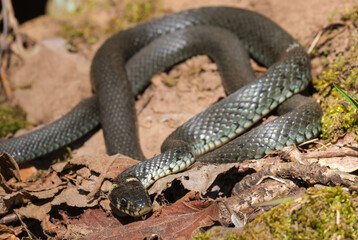 Grass snake basking the body temperature in the sun