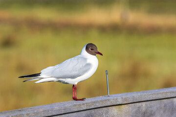 Obraz premium Cute Black headed gull on a railing