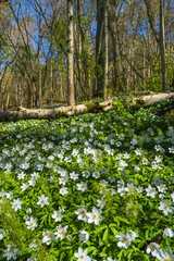 Wood anemone flowers in the forest at springtime