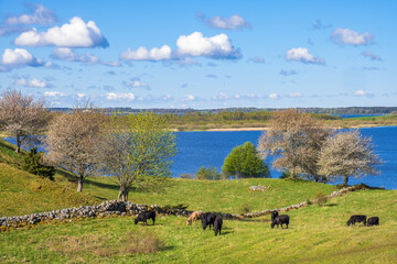 Fototapeta na wymiar Rural landscape with cattle in a pasture by a lake in springtime