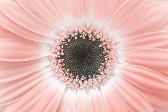 Soft focus pink gerbera flower closeup nature horizontal copy space background.
