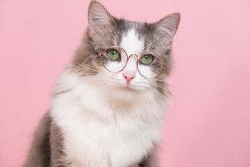 Cute funny cat sitting in transparent glasses on a pink background. Animals dressed as people
