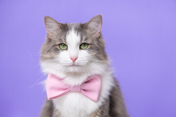 Cute gray cat sitting in a bow tie on a light purple background. Monochrome background with space for text. Postcard with a cat for Valentine's Day, Spring, Women's Day