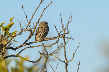 Little owl (Athene noctua) in withered orange tree in Portugal