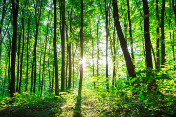spring forest trees. nature green wood sunlight backgrounds