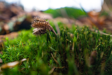 pine cone in the forest