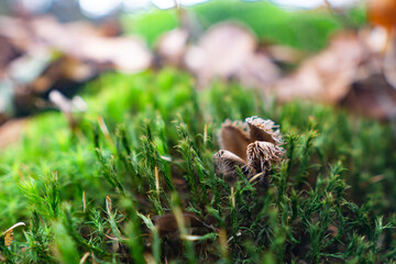 mushroom on the tree