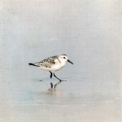 Becasseau Sanderling at the water’s edge