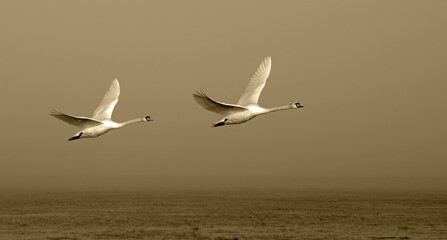mute swans in flight,höckerschwäne im flug