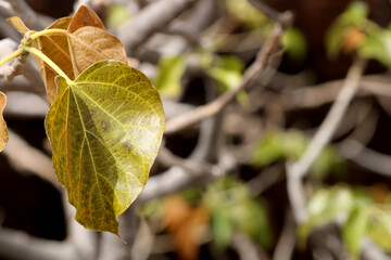 Obraz premium A beautiful close-up view of wild tree leaves.