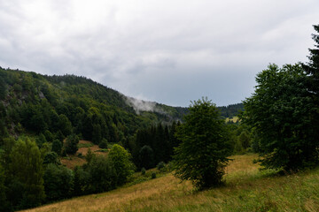 forest in the mountains