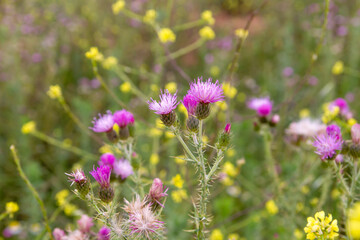 Cirsium tuberosum purple flowers