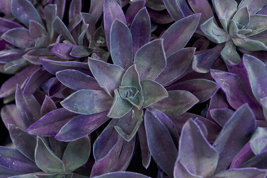 Closeup of Purple Succulent group, nature background, very peri