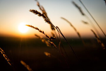 sunset in the grass